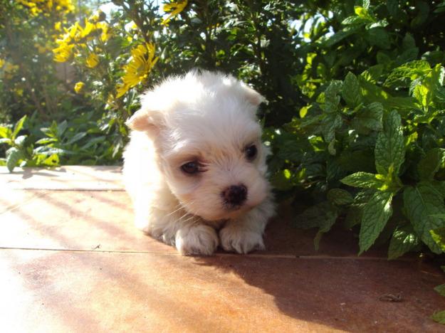 Preciosos Cachorros de Bichon Maltes, Calidad y Garantia