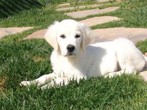 Regalo golden retriever cachorros