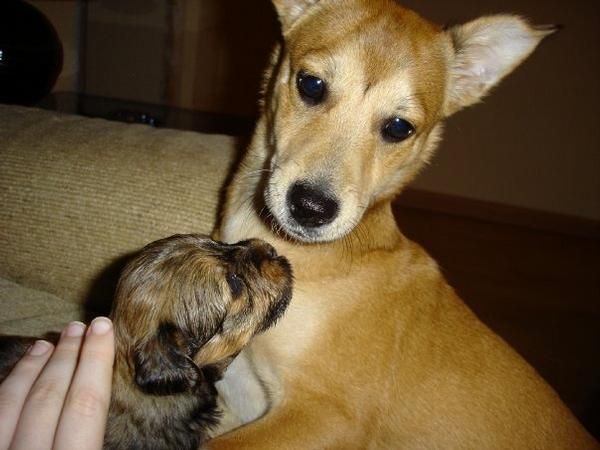 Regalo perro