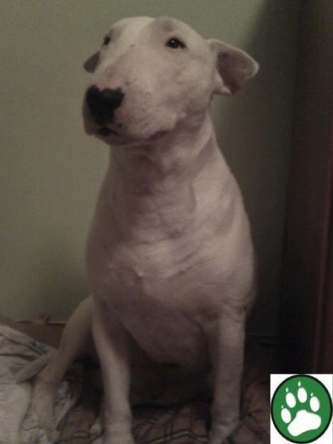 BULLTERRIER MACHO BUSCA NOVIA