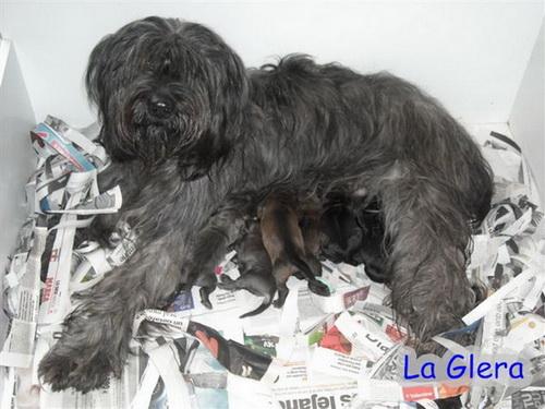 CACHORROS DE GOS D´ATURA (PASTOR CATALÁN)