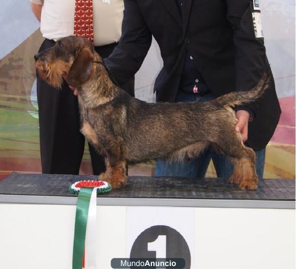 cachorros de teckel