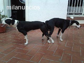 cachorros pitbull