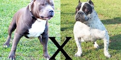 CAMADA DE AMERICAN BULLY