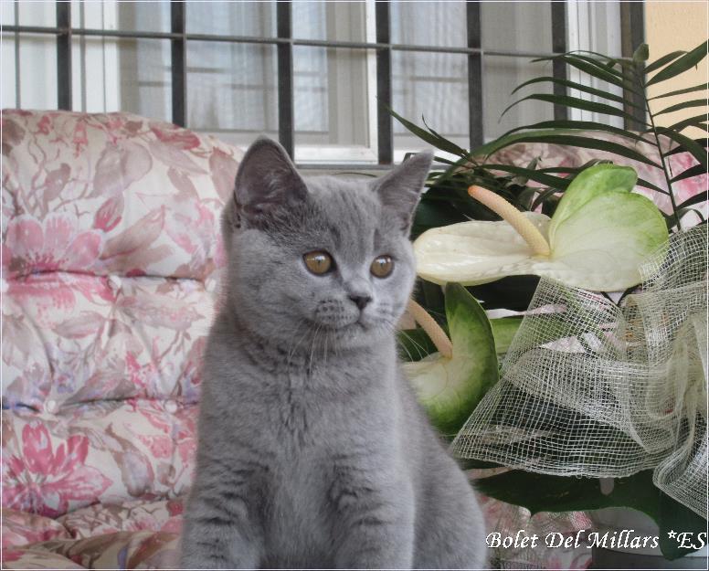 Gatito British Shorthair