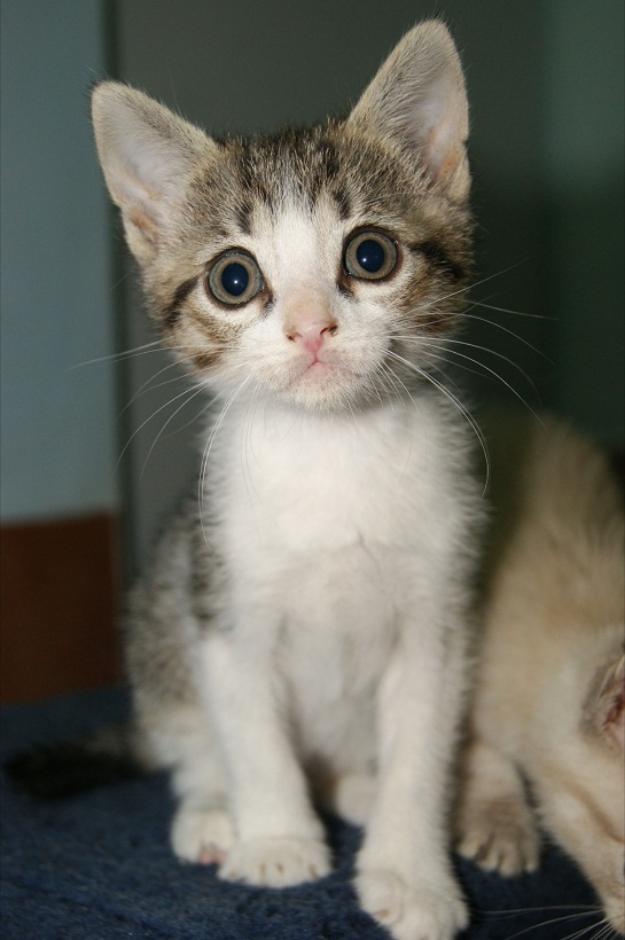 Guille y Miguelito, gatitos encantadores en adopción