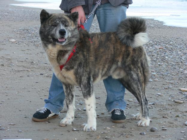 MACHO AKITA INU JAPONÉS DISPONIBLE PARA MONTA