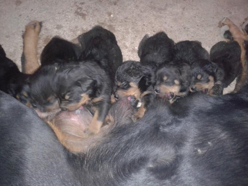 Se venden o se cambian cachorros rottweiler