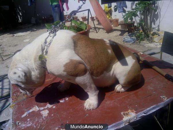 vendo hembra de bulldog ingles con 1 año y poco