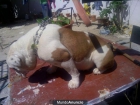 vendo hembra de bulldog ingles con 1 año y poco - mejor precio | unprecio.es