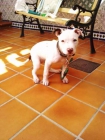 Vendo pitbull - mejor precio | unprecio.es