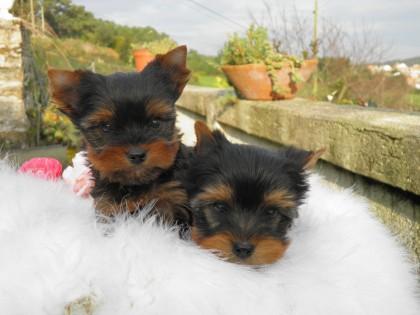 YORKSHIRE TERRIER, RAZA PURA