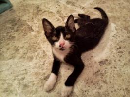 Rison, gatito cariñoso y dulce, necesita adopcion