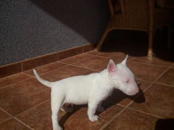 bull terrier miniatura