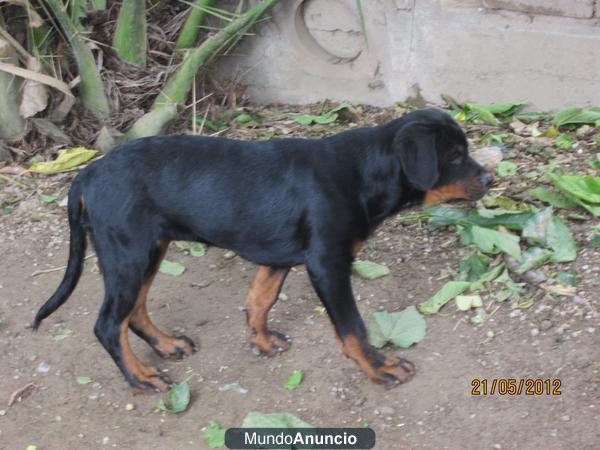 CACHORRA ROTTWEILER