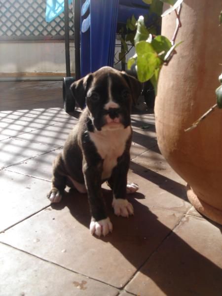 cachorros  boxer