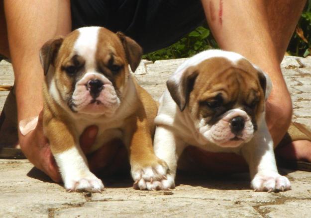 cachorros de bulldog ingles