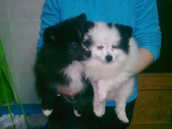 cachorros pomerania