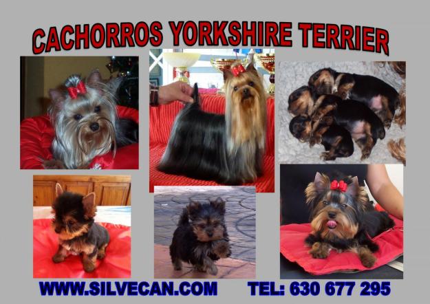 Cachorros yorkshire terrier de silvecan