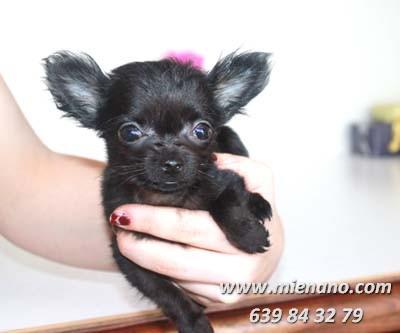 CHIHUAHUAS MINI DE CALIDAD EN VENTA, GARANTIA MIENANO.COM