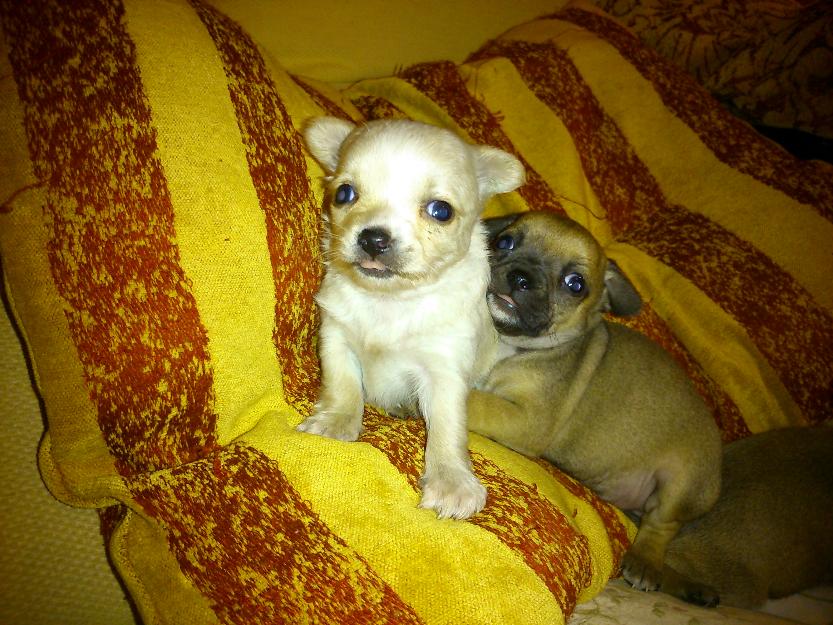 chihuahuas preciosos 350 euros