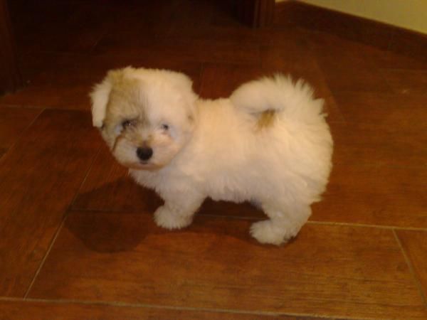 coton de tulear