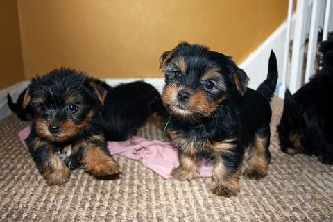 Dos cachorros de Yorkshire terrier para Navidad!