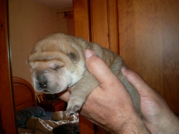 VENDO CACHORROS DE SHAR-PEI