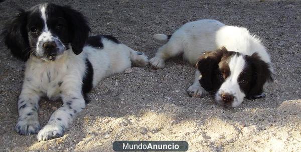 SPRINGER SPANIEL INGLÉS