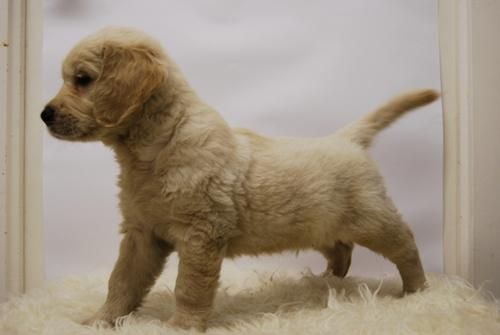 cachorros de golden retriever, camadita con macho y dos hembras