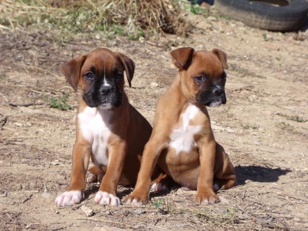 camada de Boxer 350€