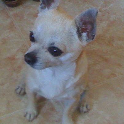 Chihuahua macho busca novia en granada