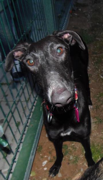 En adopcion - Iris - Galga