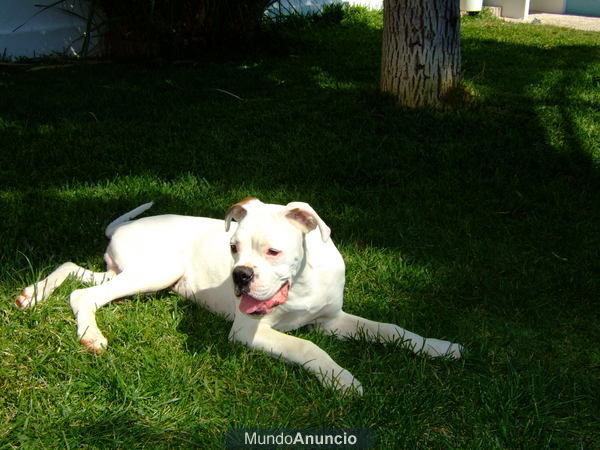 Ofrezco Boxer Blanco Macho