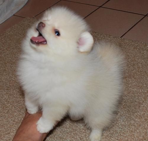 Pequeños cachorros Pomerania disponible!