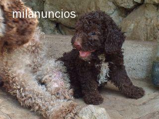 VENDO PERROS DE AGUA