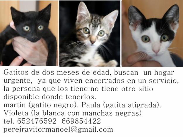 Gatitos en adopción