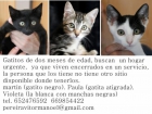 Gatitos en adopción - mejor precio | unprecio.es