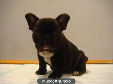 Bulldog Frances Negros! Preciosos