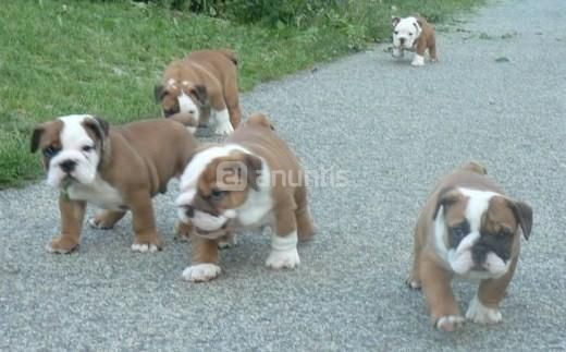 Cachorros de bulldog ingles