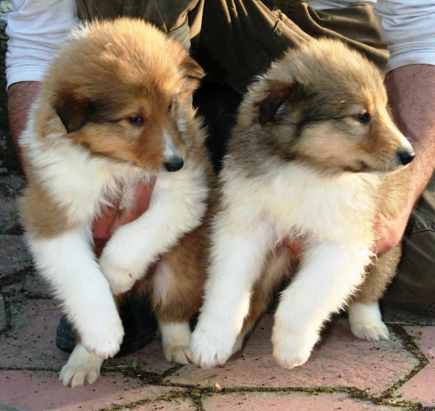 Cachorros de Rough collie