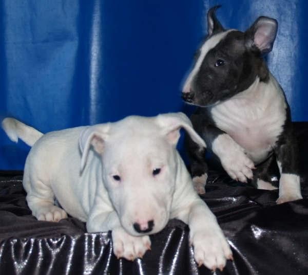 Camada de Bullterrier,no lo dejes pasar