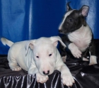 Camada de Bullterrier,no lo dejes pasar - mejor precio | unprecio.es