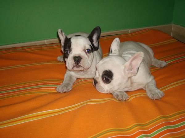 EL RINCON DEL CACHORRO BULLDOG FRANCES DISPONIBLES