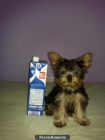 excelente macho super mini yorky BARATO - mejor precio | unprecio.es