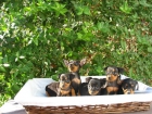 PINSCHER MINI, DE 2 MESES, 290 EUROS - mejor precio | unprecio.es