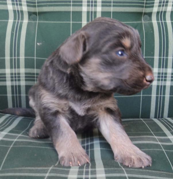 Vendo Cachorros Gos d'atura de raza 150€