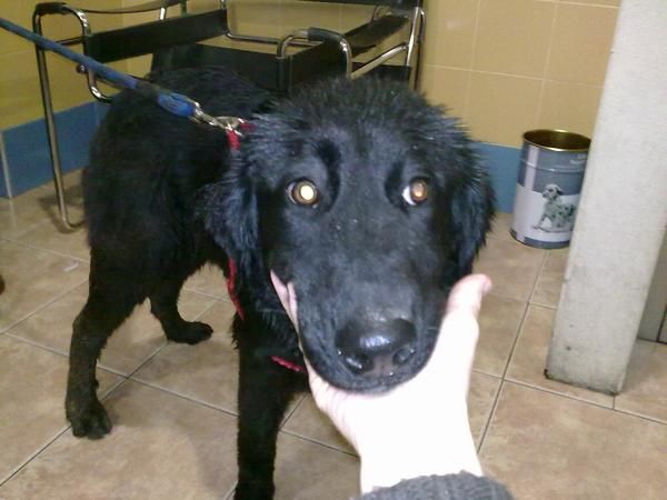 cachorro cruce labrador con belga necesita una familia urgente