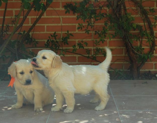 camada de Golden retriever: Nacionales: macho y hembra Nacionales