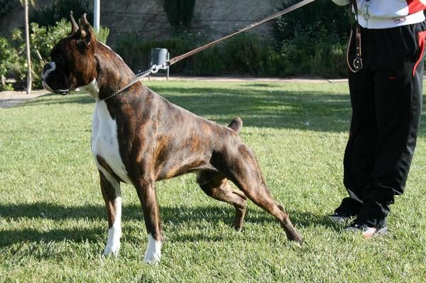 excelentes cachorras